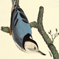 Puzzle - Ornithology - Birds - Nuthatch and Ant