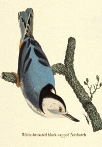 Puzzle - Ornithology - Birds - Nuthatch and Ant