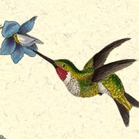 Puzzle - Ornithology - Birds - Hummingbird