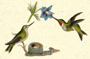 Puzzle - Ornithology - Birds - Hummingbird