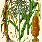 Puzzle - Botanical - Corn