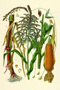 Puzzle - Botanical - Corn