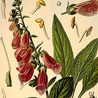 Puzzle - Botanical – Foxglove