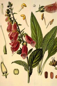 Puzzle - Botanical – Foxglove