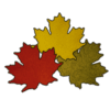 Maple Leaves