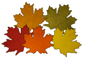 Maple Leaf Assortment