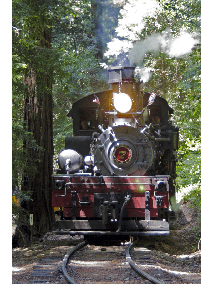 A train traveling through the woods near trees.